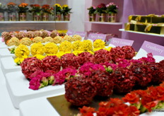 Favorita, het luxe Kalanchoë merk van SV.CO. Ook hier de vergelijking met de food, uiteraard luxe bonbons. Uitstraling heeft een make over gehad, nog luxer en eleganter.